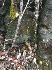 Actinostachys laevigata