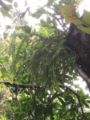 Phlegmariurus mirabilis