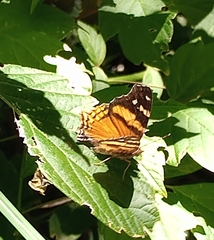 Hypanartia bella