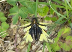 Libelloides coccajus