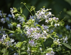 Saponaria officinalis