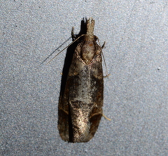 Phtheochroa