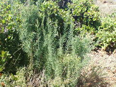 Asparagus mucronatus