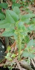 Amaranthus powellii