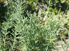 Asparagus mucronatus