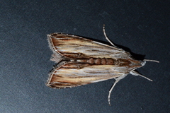 Cucullia convexipennis