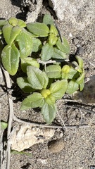 Wedelia prostrata