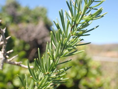 Asparagus mucronatus