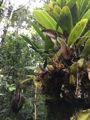Bulbophyllum