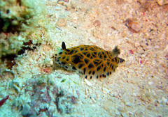 Halgerda wasinensis