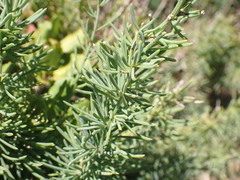 Asparagus mucronatus