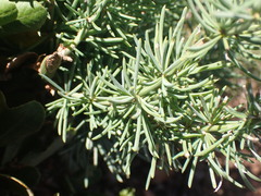 Asparagus mucronatus