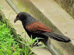Centropus sinensis