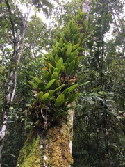 Bulbophyllum
