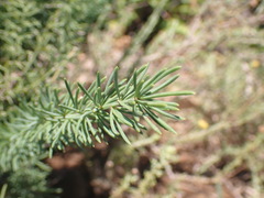 Asparagus mucronatus