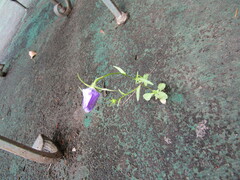 Campanula ramosissima