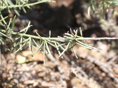 Asparagus mucronatus