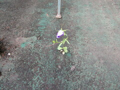 Campanula ramosissima