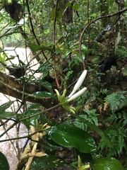 Psychotria macroglossa