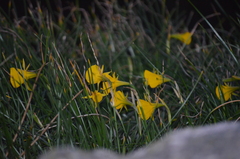 Narcissus bulbocodium