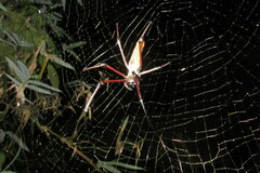 Nephila