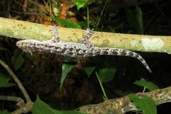 Cyrtodactylus tripuraensis