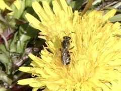 Lasioglossum