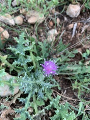 Carduus argentatus