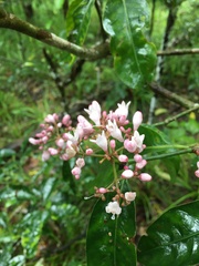 Psychotria semperflorens