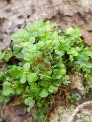 Plagiomnium rostratum