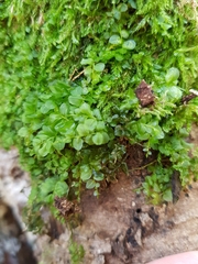 Plagiomnium rostratum