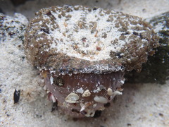 Actinostella bradleyi