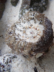 Actinostella bradleyi