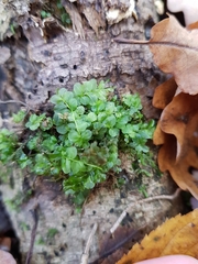 Plagiomnium rostratum