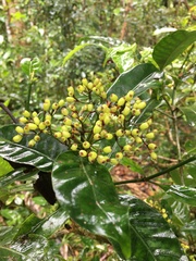 Psychotria semperflorens