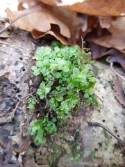 Plagiomnium rostratum