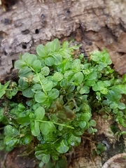 Plagiomnium rostratum