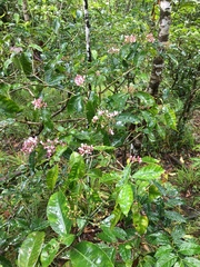 Psychotria semperflorens