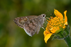 Cogia hippalus hippalus
