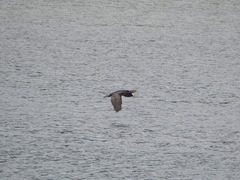 Phalacrocorax carbo sinensis