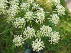 Silphiodaucus prutenicus