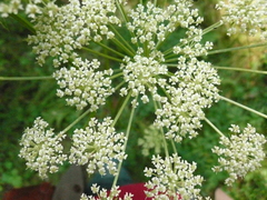 Silphiodaucus prutenicus
