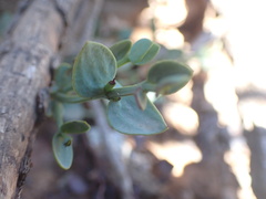 Viscum rotundifolium