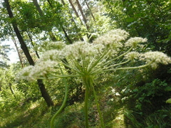 Silphiodaucus prutenicus
