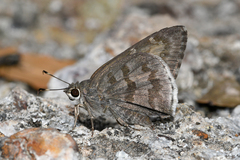Cogia hippalus hippalus