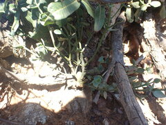 Viscum rotundifolium