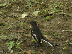 Copsychus saularis