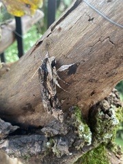 Agrius convolvuli