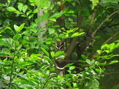 Papilio polytes