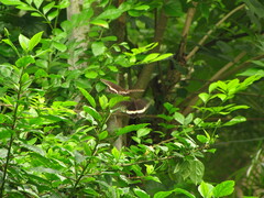 Papilio polytes